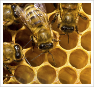 Digital Buzz at Stormfront Productions