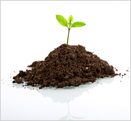 Plant a Tree with SFP